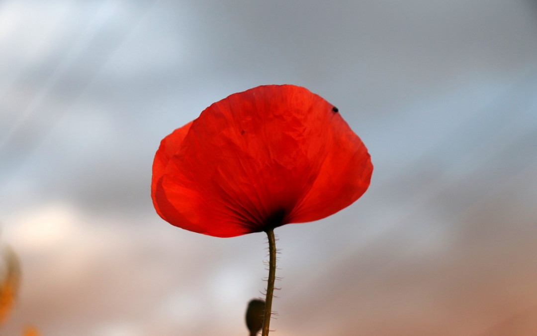 Lest We Forget – Remembrance Day Resources